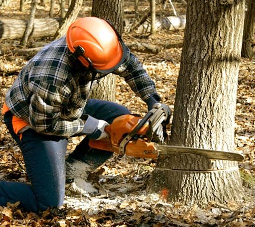 Tree Removal in Louise, TX